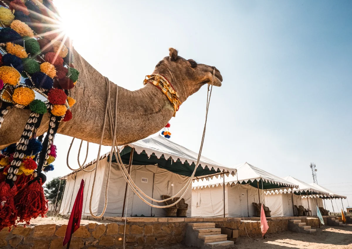 Camel safari on the Sam Sand Dunes near Jaisalmer at sunset
